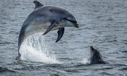 DELFINES EXPUESTOS A FÁRMACOS EN EL GOLFO: ESTUDIO REVELA HALLAZGOS PREOCUPANTES