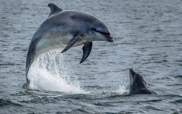 DELFINES EXPUESTOS A FÁRMACOS EN EL GOLFO: ESTUDIO REVELA HALLAZGOS PREOCUPANTES