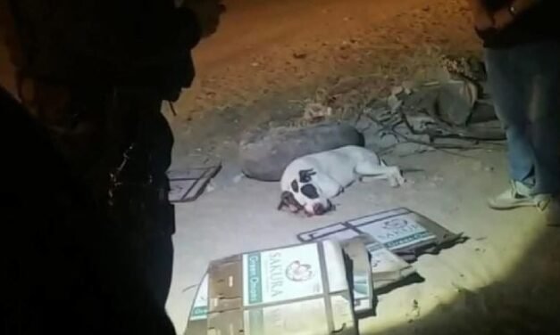 INDIGNACIÓN EN SONORA: PERRO MUERE TRAS ATAQUE CON PIROTECNIA