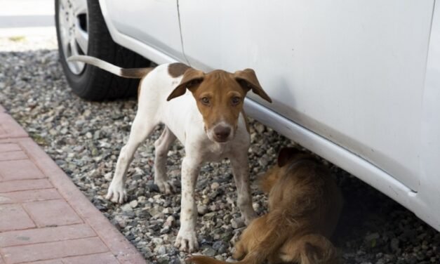 SONORA ENFRENTA REPUNTE DE RICKETTSIA, PERO CON MENOR IMPACTO FATAL