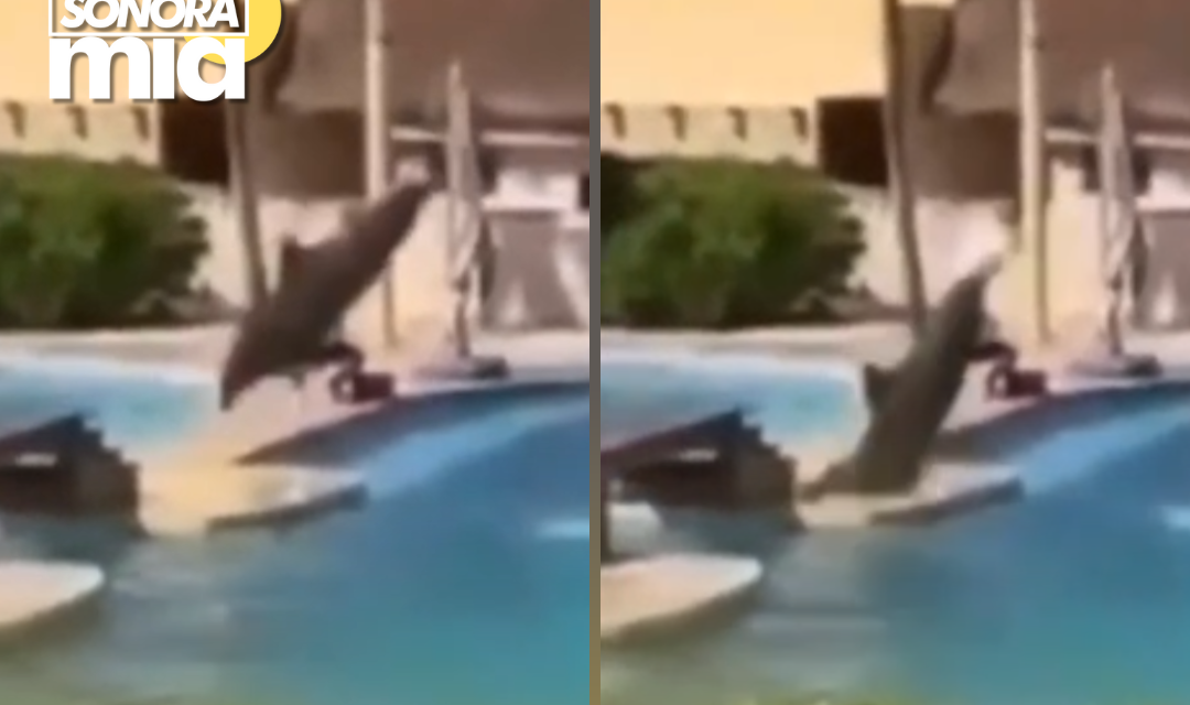ADIÓS A LOS SHOWS CON DELFINES: SUSPENDEN ESPECTÁCULOS EN LA RIVIERA MAYA